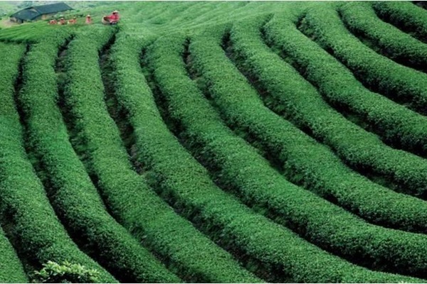 GIAHS fuzhou jasmine and tea culture system