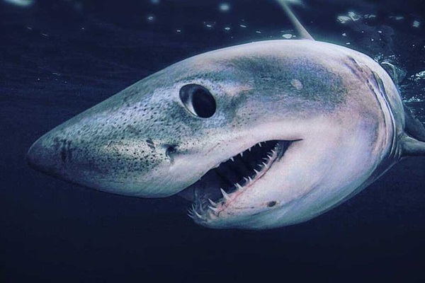 Porbeagle Shark - Matt Bjerregaard Walsh
