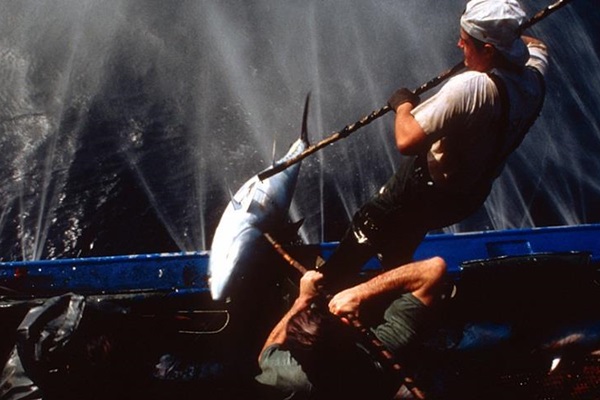tuna-fishing