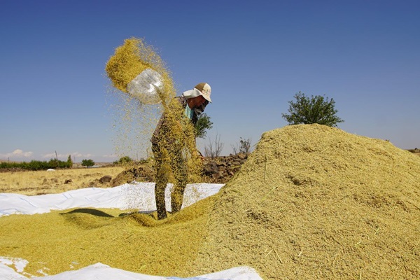 TUR_wheat