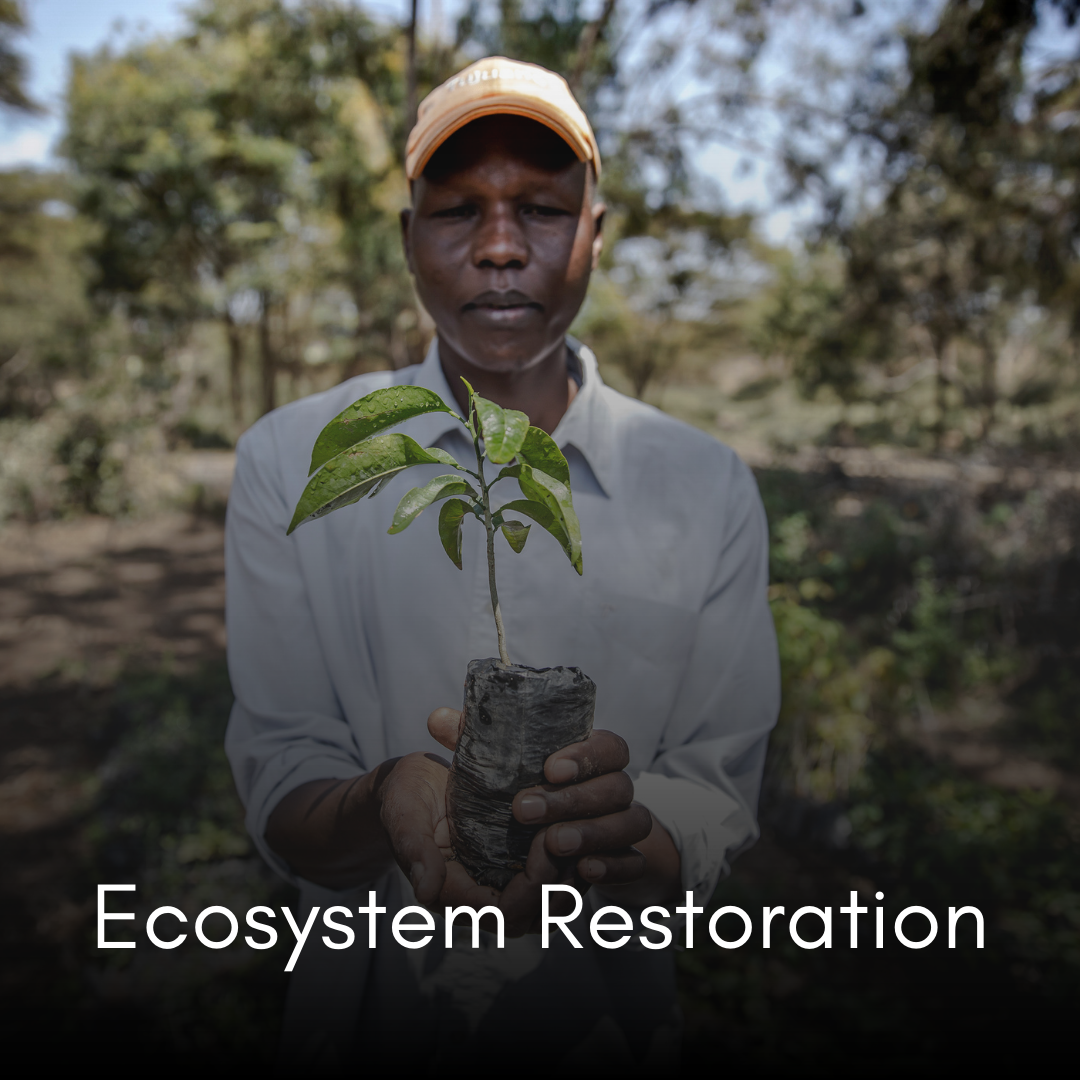 Ecosystem Restoration