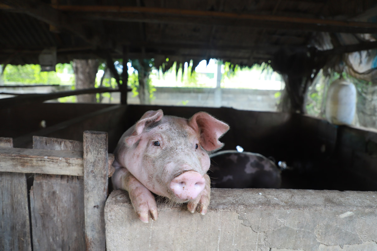 A pig looking out of the barn