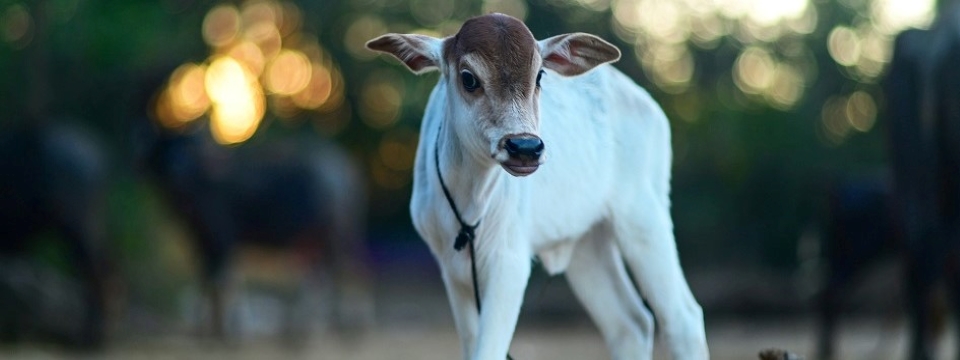 Lumpy Skin Disease Preparedness Course for Pakistan