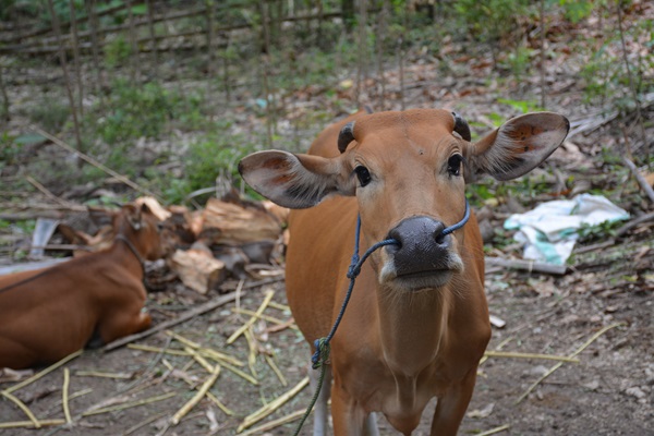 ©FAO/Sadewa