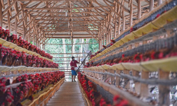 Animal disease outbreaks and news (edition 215)