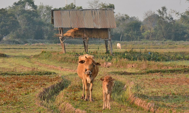 Animal disease outbreaks and news (volume 223)