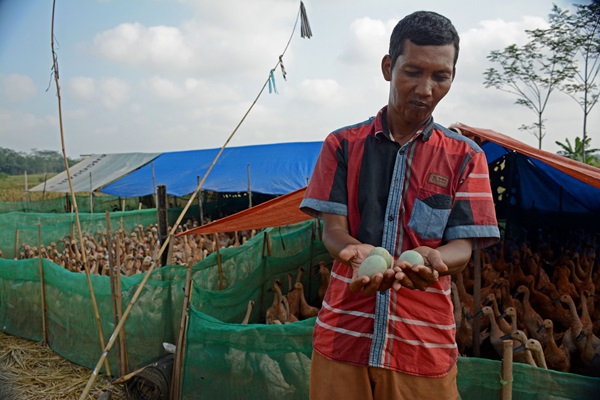 Duck study in Indonesia. ©FAO/Sadewa