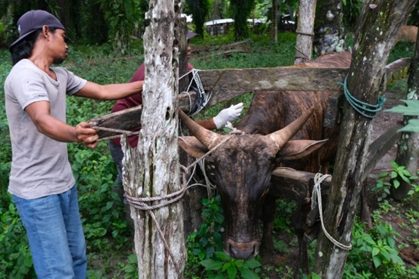 Ministry of Agriculture & FAO Accelerates Vaccination to Prevent The Re-emergence of FMD Outbreaks