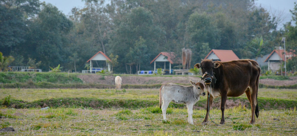 Cow and calf in Luang Namtha province, Lao People's Democratic Republic