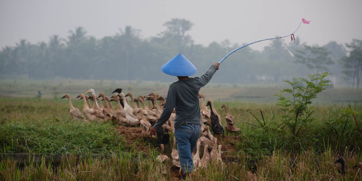 Cows in Lao DPR