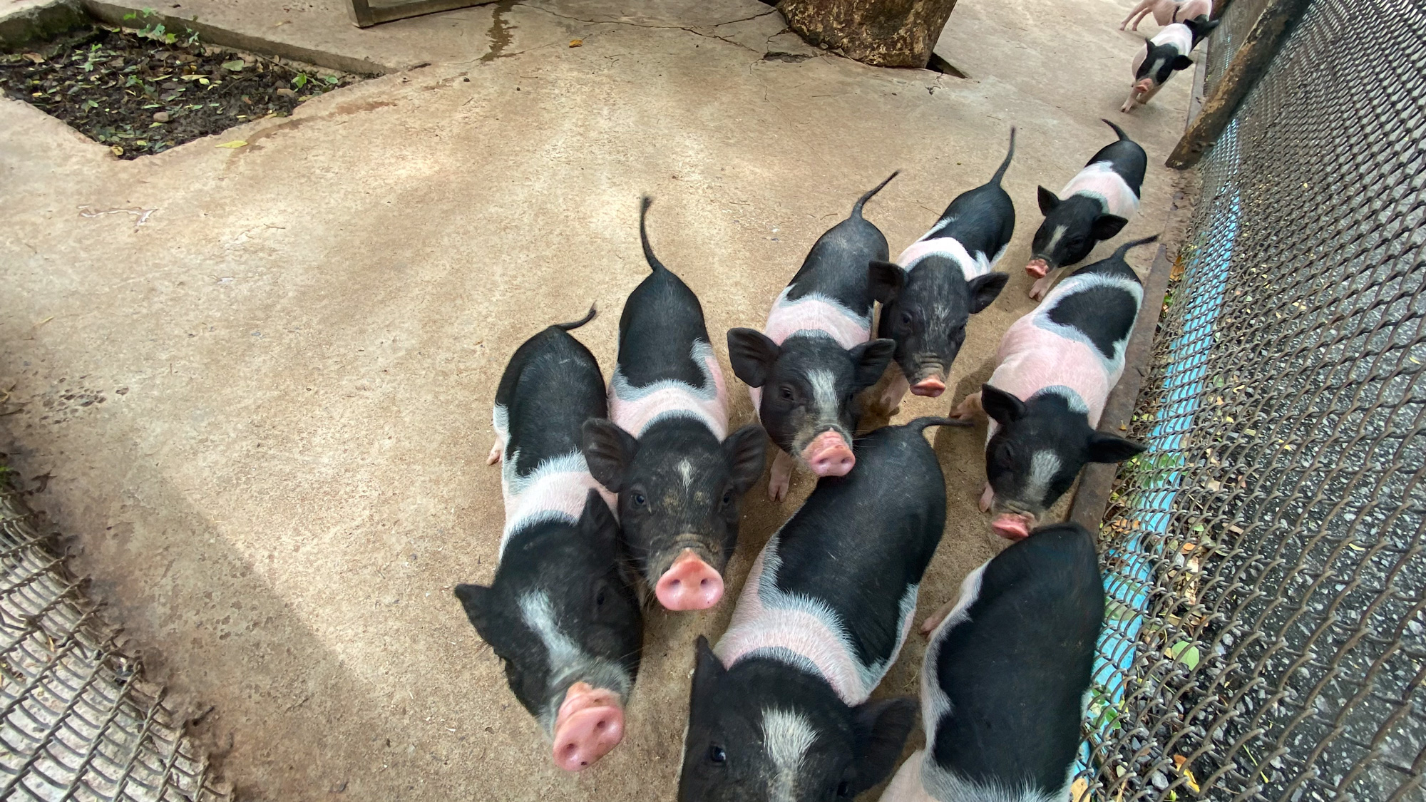 ENTRVST Scientific Webinar: Animal Health Economics in Action Piglets