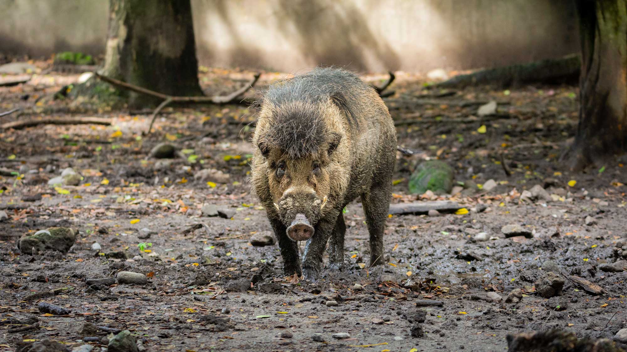 A Visayan warty pig (Sus cebifrons) in captivity.