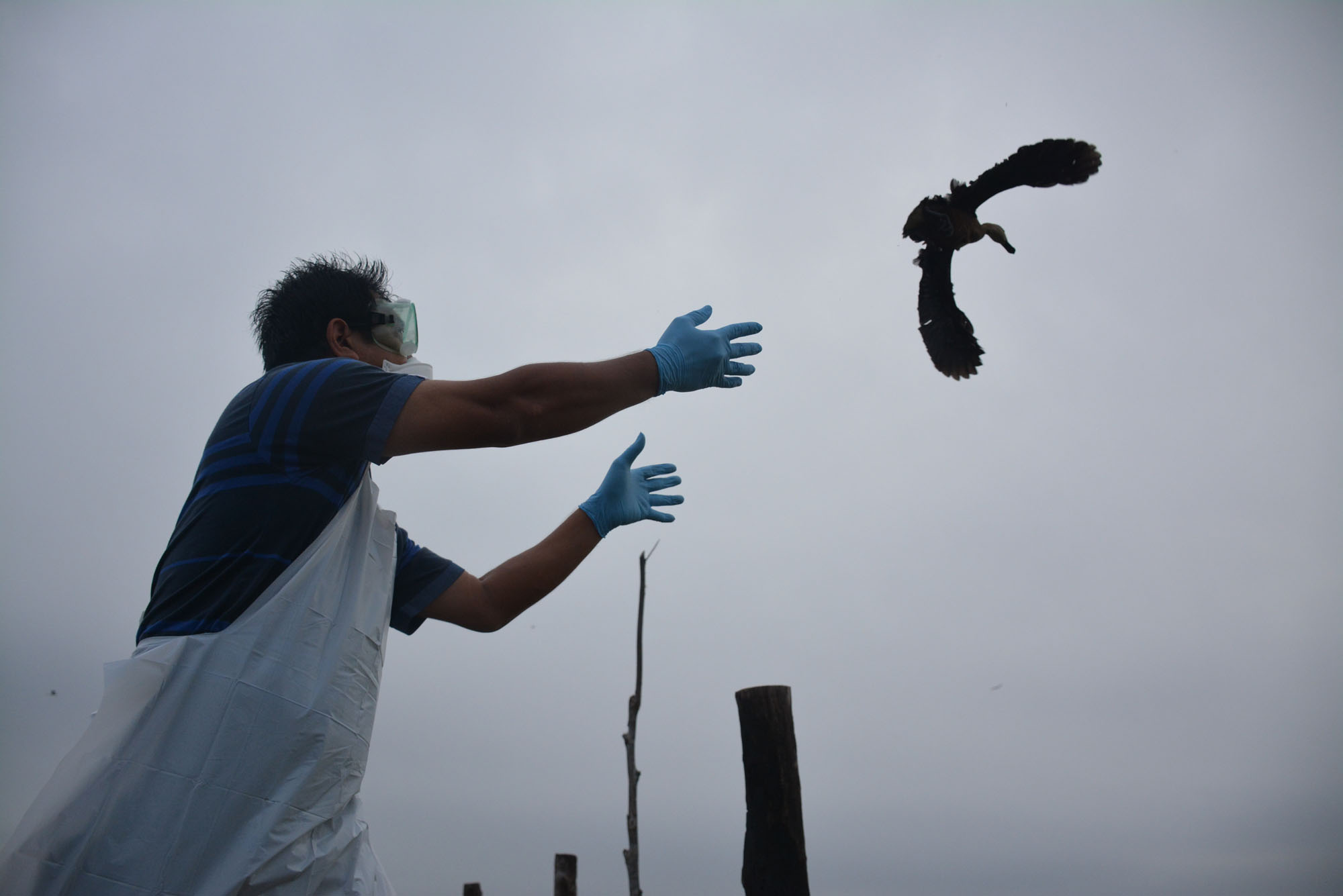 FAO study calls for critical monitoring of captive wildlife to prevent zoonotic diseases