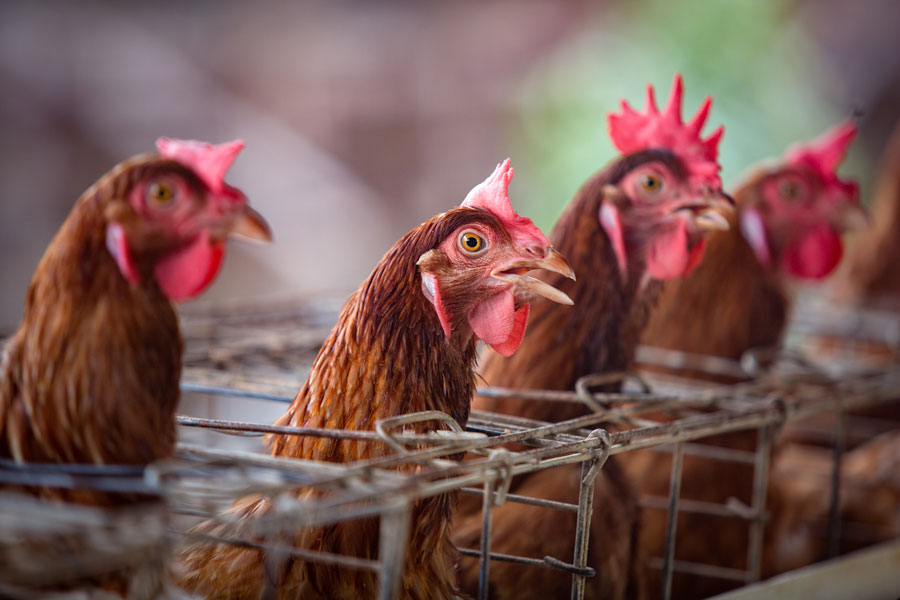 Chickens in a cage FAO Indonesia Photo by Sadewa