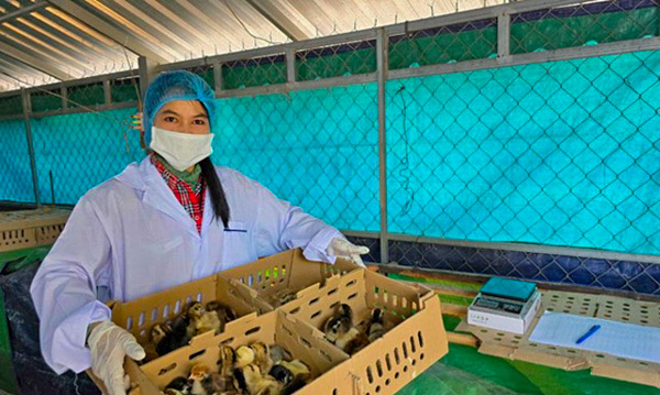 Lady in lab gown with mask and gloves holding a box of ducks.