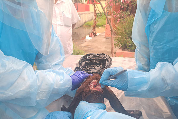 People operating on animal