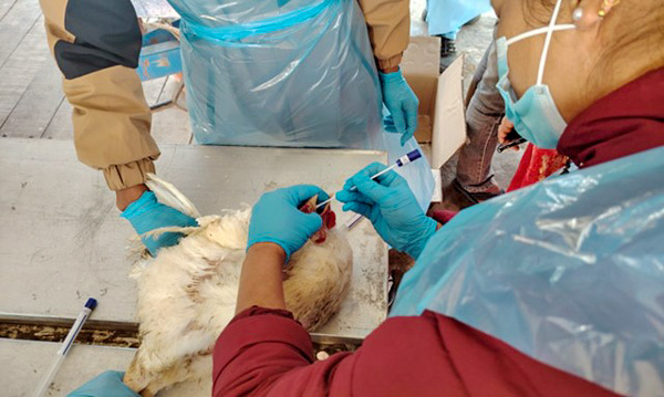 Technician collecting swab sample from a chicken