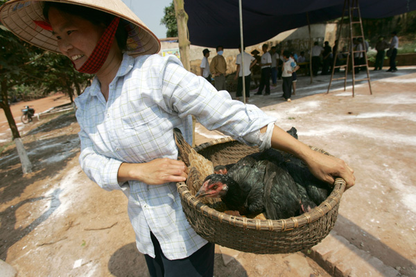 Woman carrying chickens in a basket.