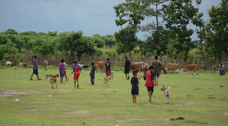 Oral rabies vaccination shows promising results in Bali, Indonesia