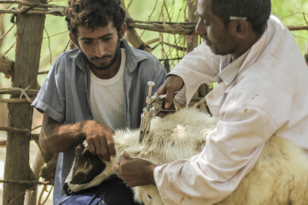 FAO livestock vaccination campaign in Yemen. ©FAO/Abdulhakim