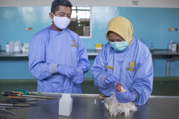 Indonesia_poultry sampling. @FAO/Dwi Oblo
