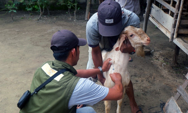 Accelerating vaccination to prevent the re-emergence of foot-and-mouth disease outbreaks