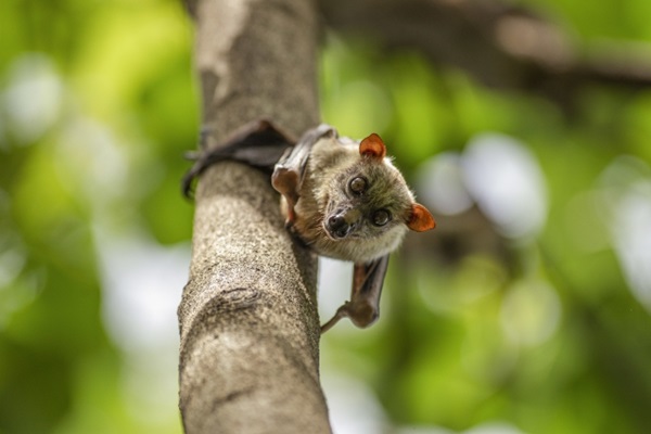 Bats in their natural habitat in Jenetaesa Village