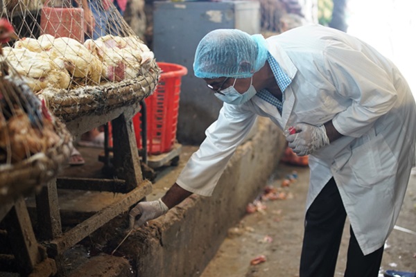 FAO urges immediate action as new variants of avian influenza threaten Asia and the Pacific