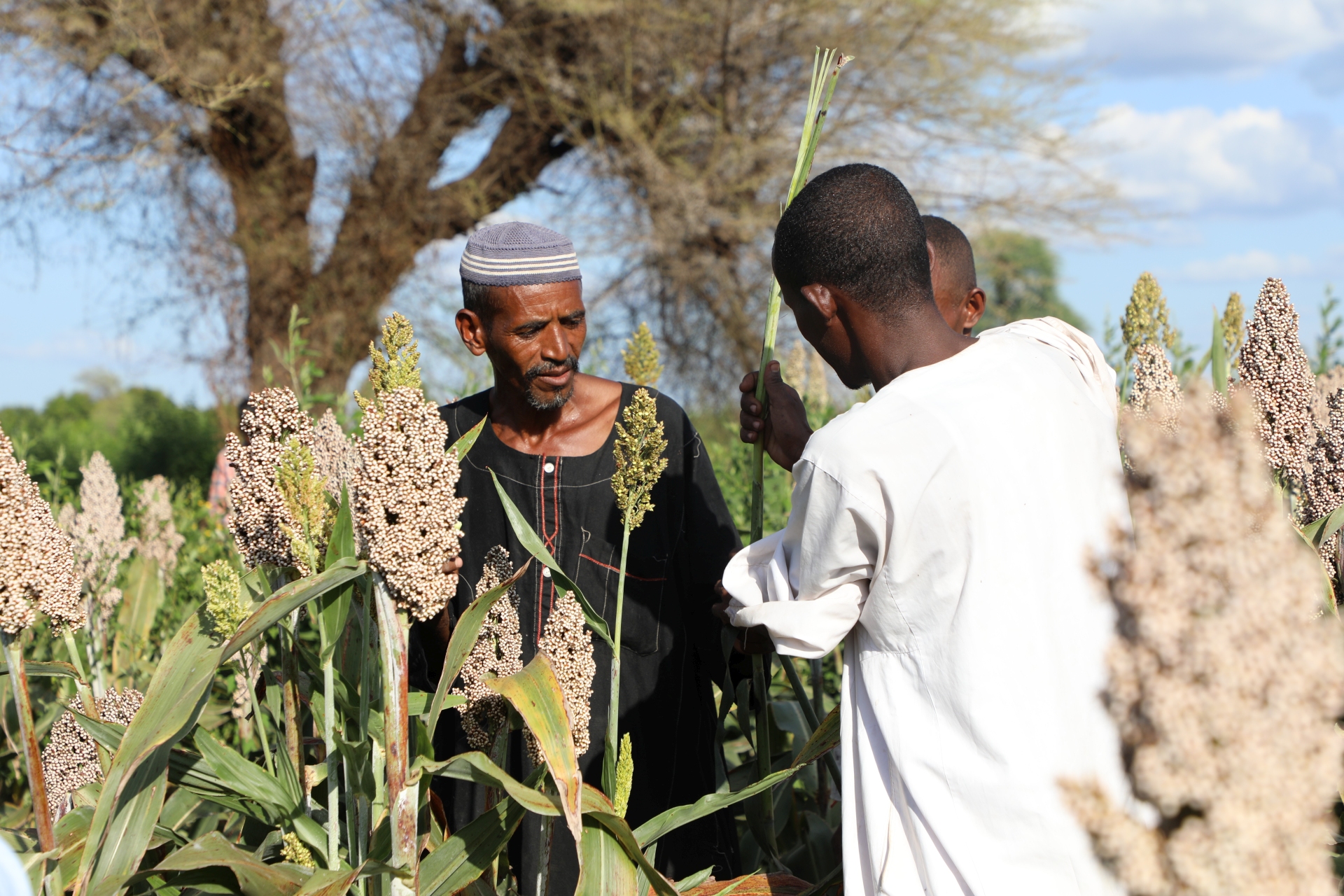 The Sudan: Escalating conflict and persistent economic decline deepen food
security crisis