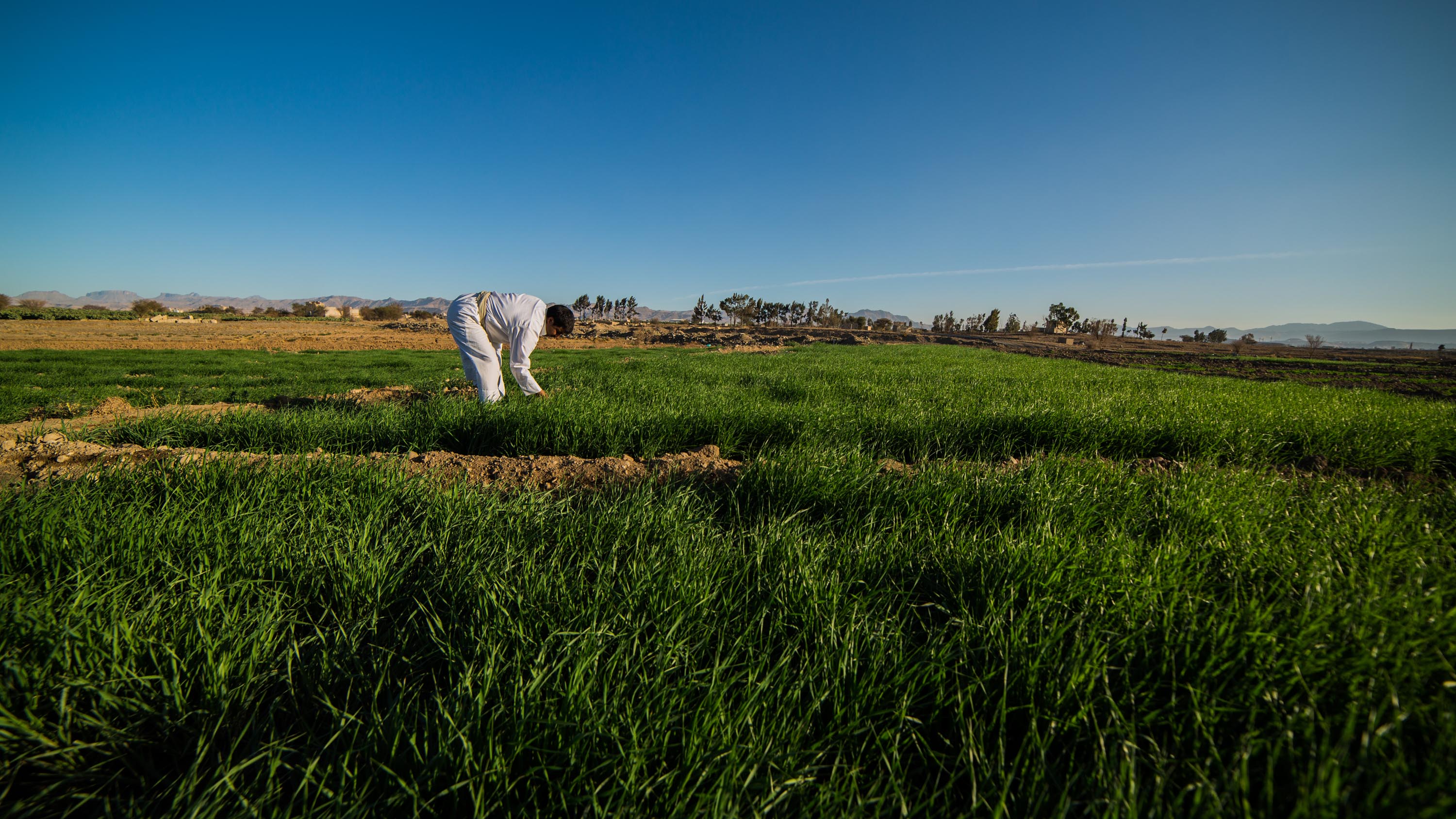 FAO at The Third Arab Land Conference