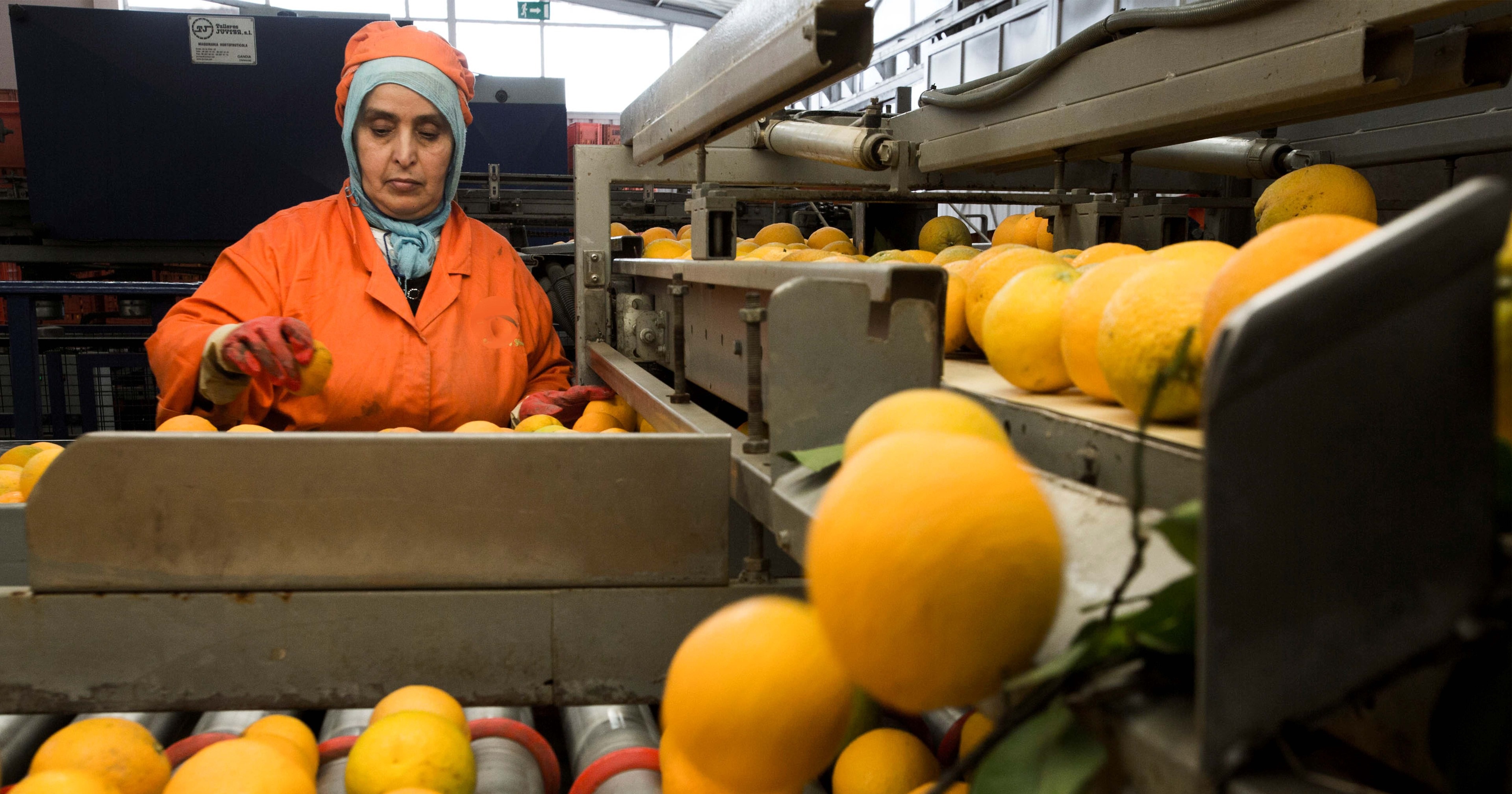 Morocco's fresh approach to Central-Eastern European horticultural trade