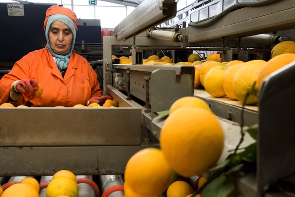Morocco_citrus_Alessandra Benedetti