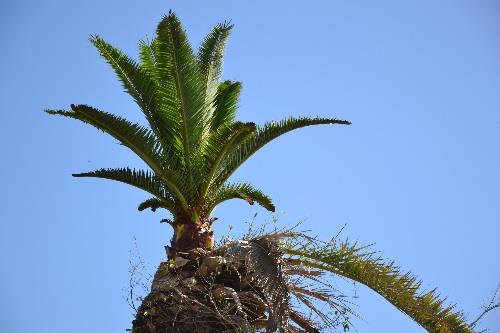 Virtual Meeting for the national focal points of Red Palm Weevil Management Programme in the Near East and North Africa