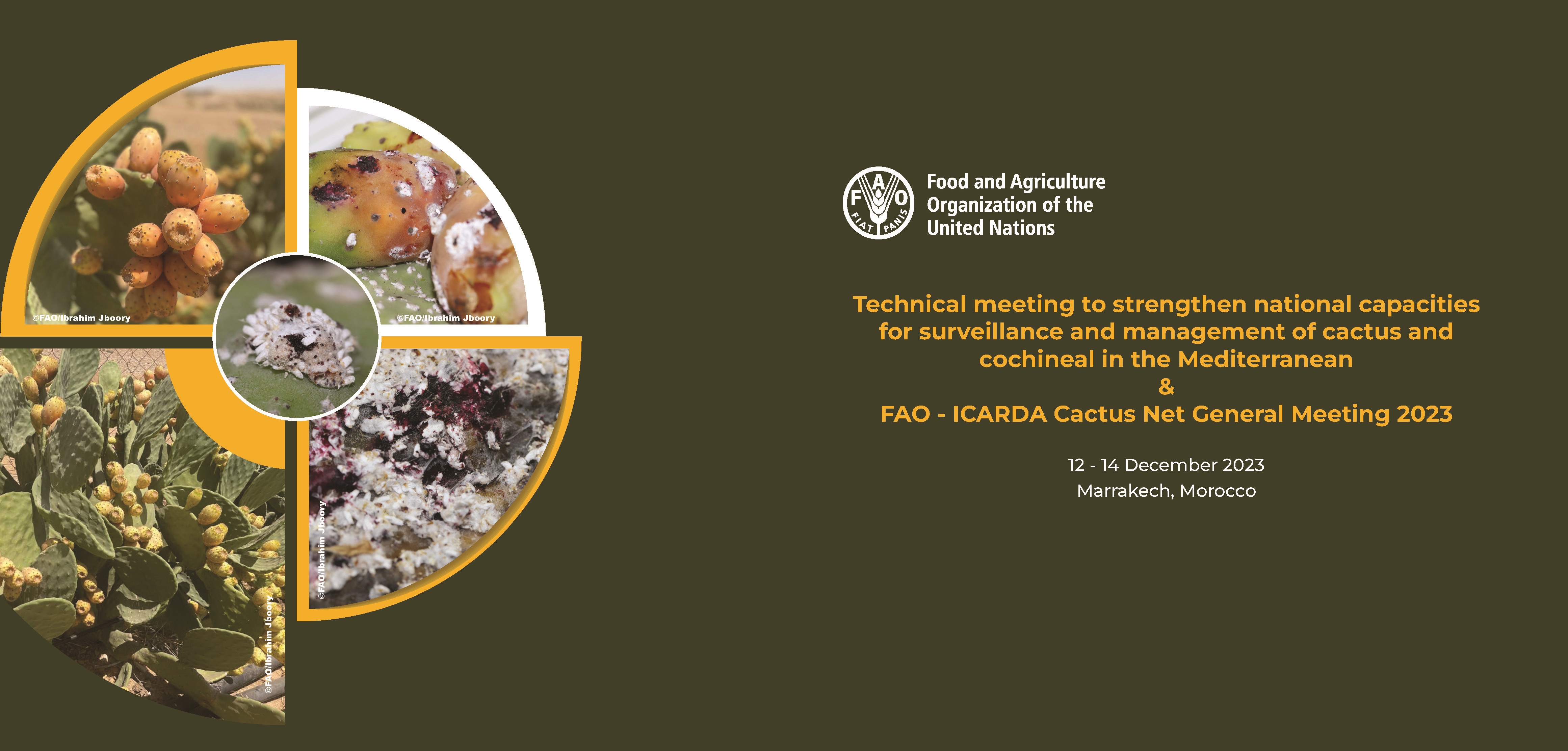 Technical meeting to strengthen national capacities for surveillance and management of cactus and cochineal in the Mediterranean
