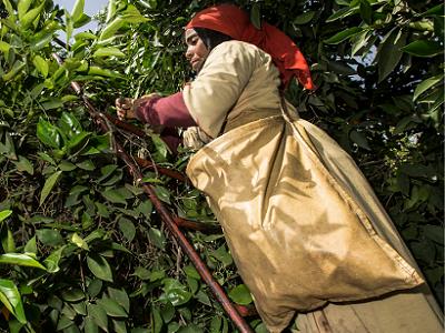 Promoting nutrition and gender equality in a synergic way: challenges and opportunities