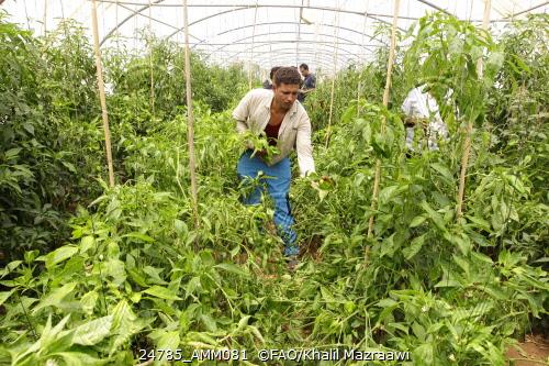 On World Food Day, FAO and WFP call for action to improve systems that produce and distribute the food we eat