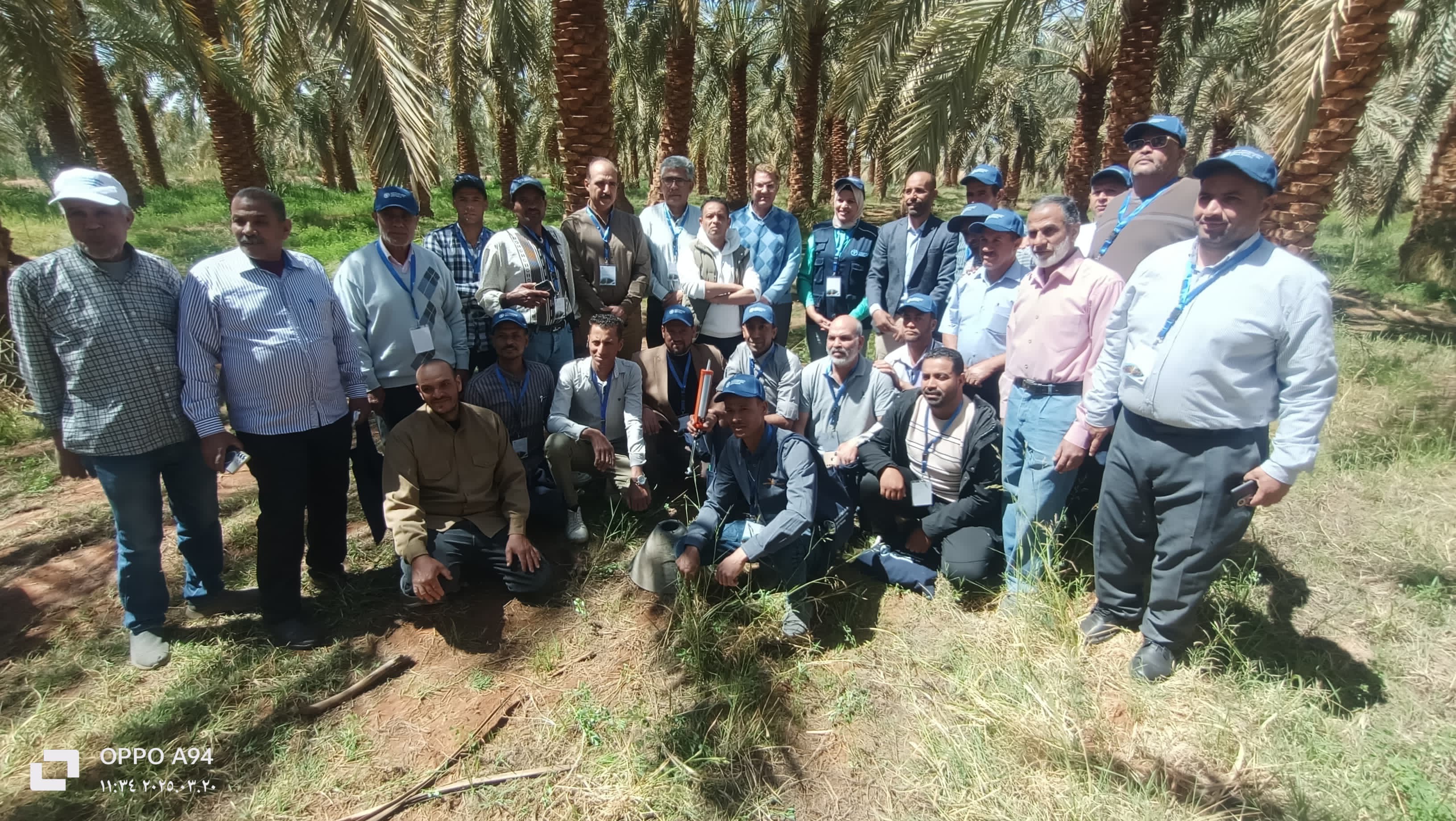 FAO unveils innovative strategies for Red Palm Weevil Management in Egypt