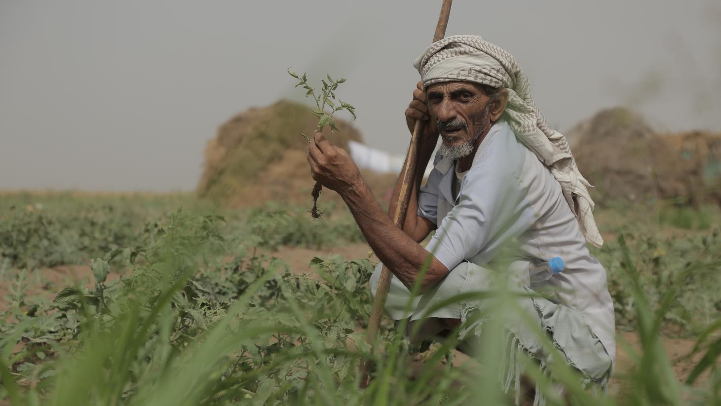 Kuwait contributes US$ 2 million to support FAO’s emergency programme in Yemen