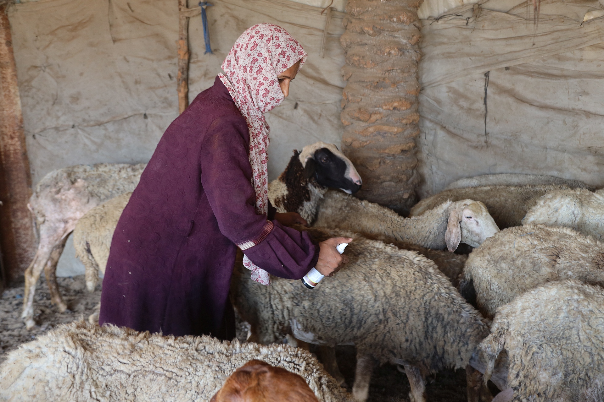 Gaza: FAO delivers 2 452 veterinary kits to protect livestock and sustain livelihoods