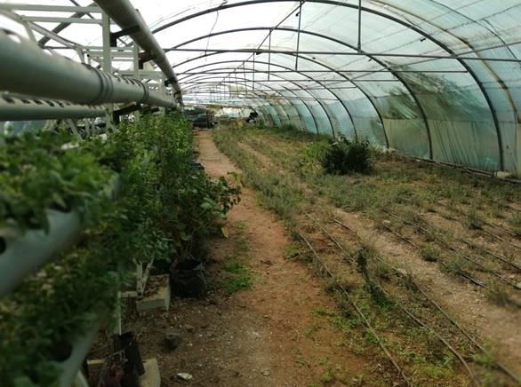 Strengthening the capacities of Arab countries in carrying out regular Census of Agriculture