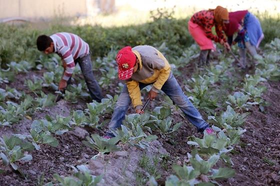 Conflict and mass displacement increase child labour in the MENA region – new report