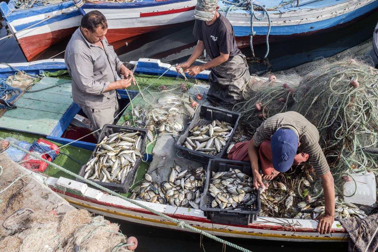 The Blue Transformation of aquatic food systems is crucial for the future of food in the Near East and North Africa region