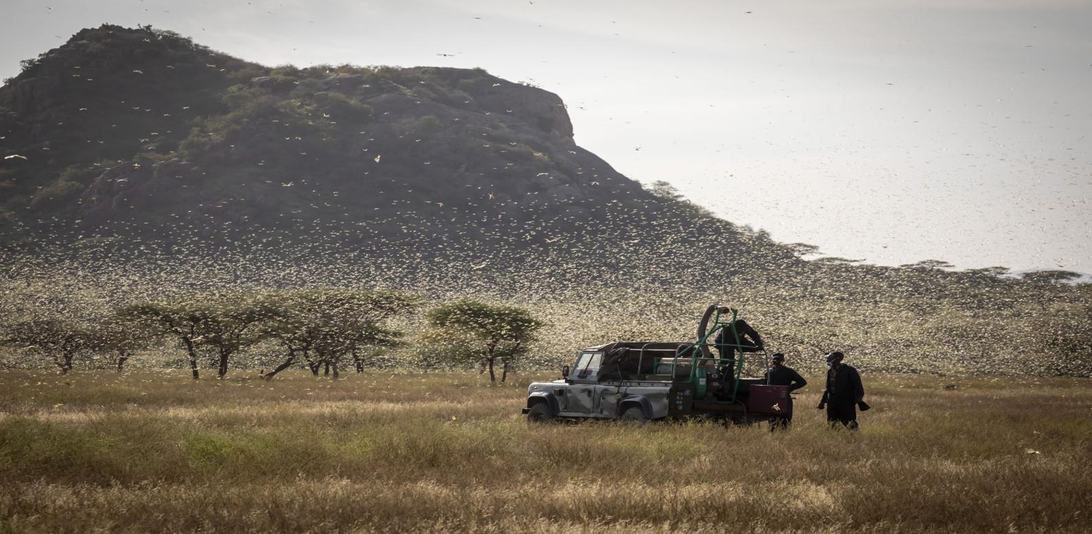 Technical regional meeting on combating desert locust in the Near East and North Africa