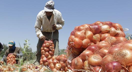 IFAD and FAO Join Forces to Support Family Farming in the Near East and North Africa