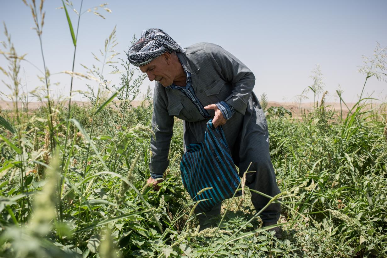 FAO Iraq calls for urgent funding to assist 1.6 million people through the Iraq Recovery and Resilience Programme