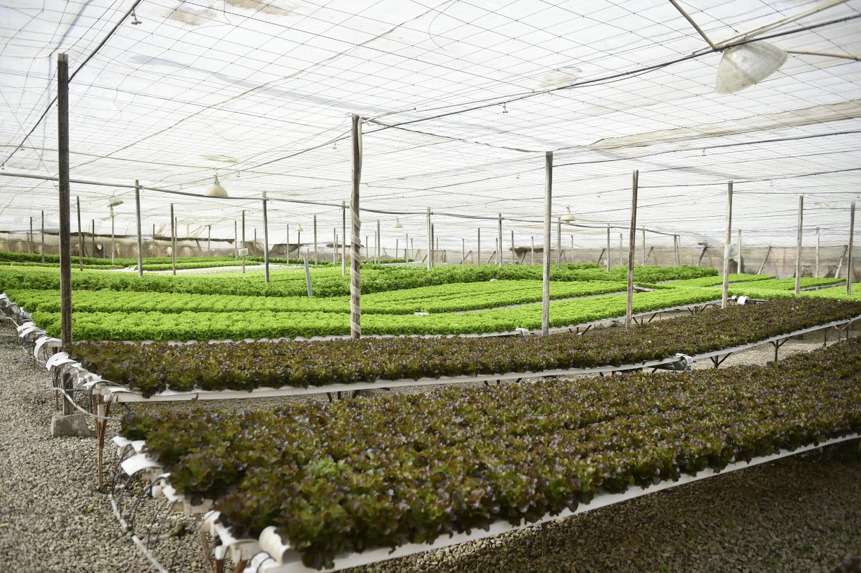FAO unlocks the potential of protected agriculture in GCC Countries