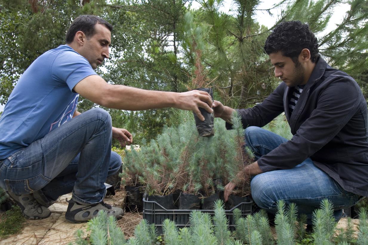 International Forests Day: FAO Lebanon shares information related to reforestation and afforestation