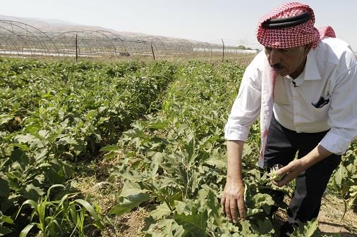 FAO applauds Jordan’s agriculture transformation towards high-value crops
