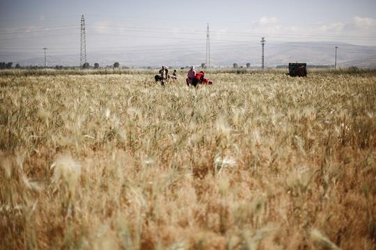 FAO reveals value chain studies results to improve milk, wheat and tomato production in Syria