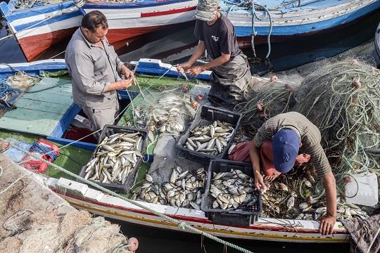 8th Meeting of the Working Group on Aquaculture